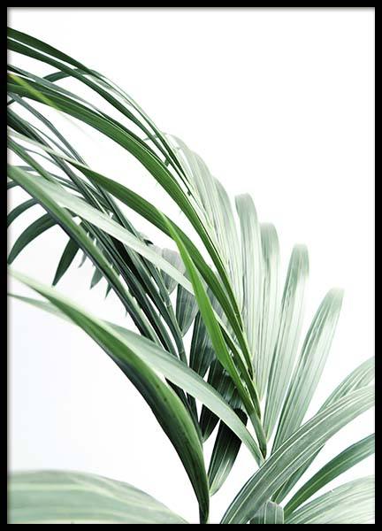 Palm Tree Leaves Close Up Poster in der Gruppe Poster / Fotografien bei Desenio AB (10244)
