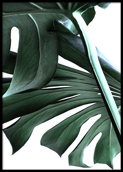 Big Monstera No.2 Poster in der Gruppe Poster / Fotografien bei Desenio AB (10737)