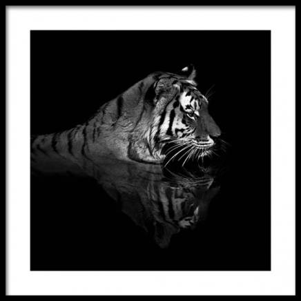 Tiger in Water Poster in der Gruppe Poster / Fotografien bei Desenio AB (11688)