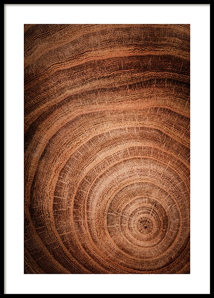 Growth Rings Poster in der Gruppe Poster / Naturmotive bei Desenio AB (11873)