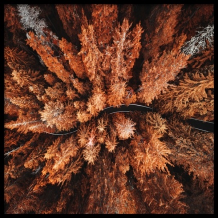 Autumn Colors Poster in der Gruppe Poster / Naturmotive bei Desenio AB (11875)