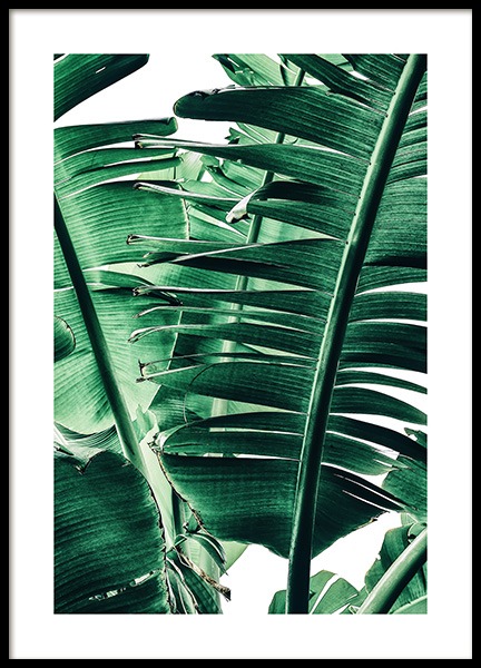 Banana Palm Leaves No1 Poster in der Gruppe Poster / Fotografien bei Desenio AB (12052)