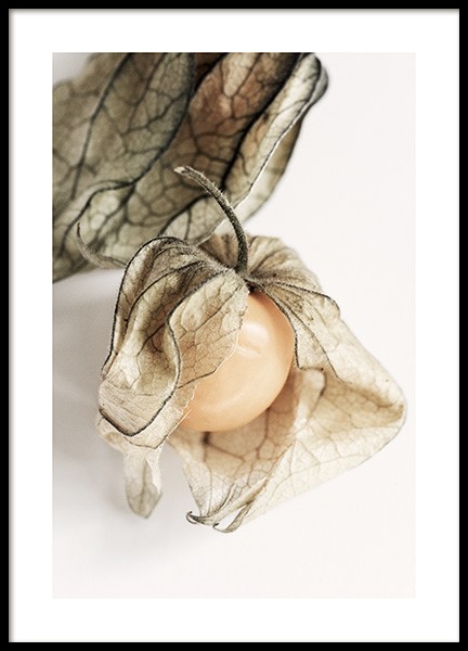 Physalis Poster in der Gruppe Poster / Küchenposter bei Desenio AB (12992)