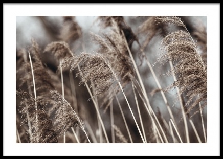 Dried Field Poster in der Gruppe Poster / Fotografien bei Desenio AB (14906)