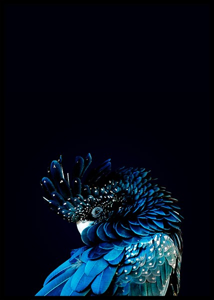 Blue Cockatoo Poster in der Gruppe Poster / Fotografien bei Desenio AB (2730)