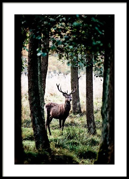 Stag In Forest Poster in der Gruppe Poster / Naturmotive bei Desenio AB (2743)