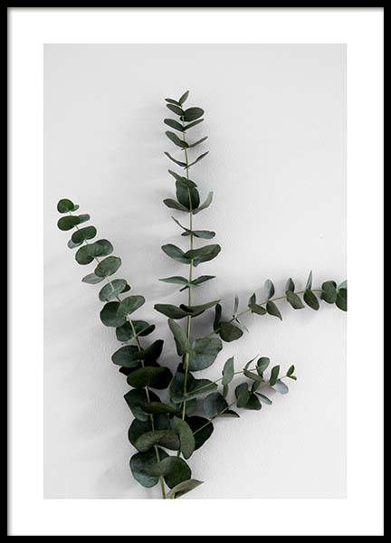 Eucalyptus Branch Three Poster in der Gruppe Poster / Fotografien bei Desenio AB (3394)