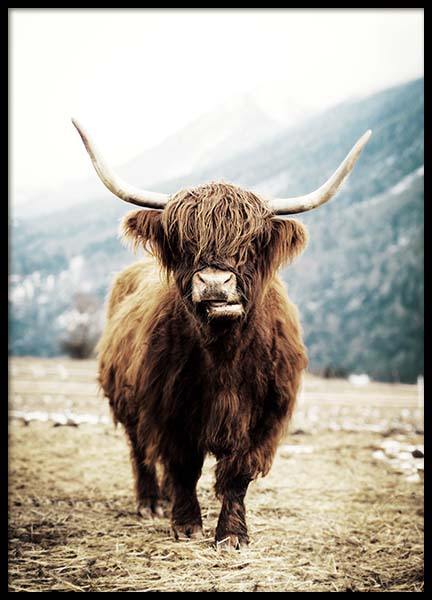 Highland Cattle On Field Poster in der Gruppe Poster / Tiere bei Desenio AB (3543)