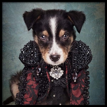 Puppy Portrait 2 Poster in der Gruppe Poster / Kinder bei Desenio AB (3726)