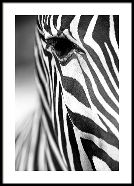 Zebra Close Up Poster in der Gruppe Poster / Schwarz-Weiß bei Desenio AB (3855)