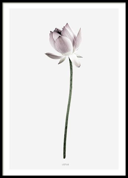 Schönes Poster mit Fotografie einer Lotusblume in Rosa