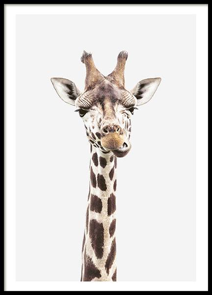 Baby Giraffe, Poster in der Gruppe Poster / Tiere / Wilde Tiere / Giraffen bei Desenio AB (8358)