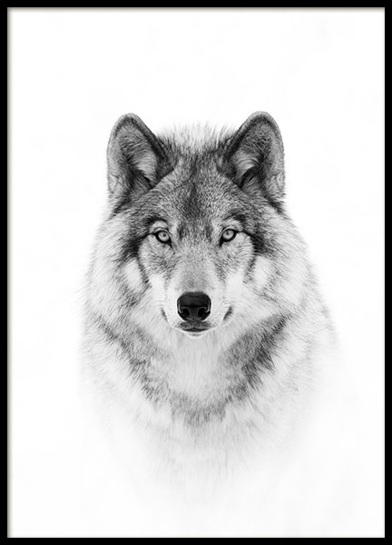 Wolf Poster in der Gruppe Poster / Schwarz-Weiß bei Desenio AB (8693)