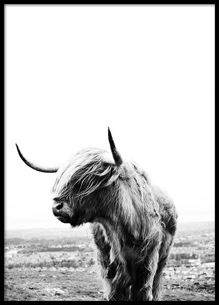 Highland Cow Poster in der Gruppe Poster / Fotografien bei Desenio AB (8825)