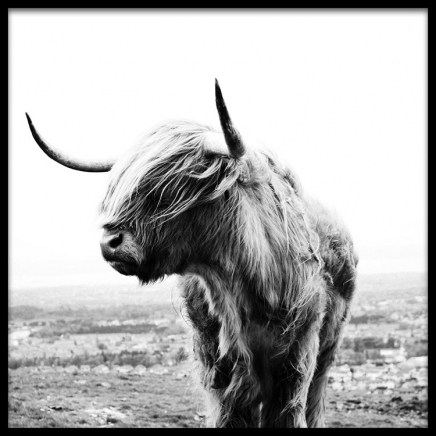 Highland Cow B&W Poster in der Gruppe Poster / Tiere bei Desenio AB (8826)