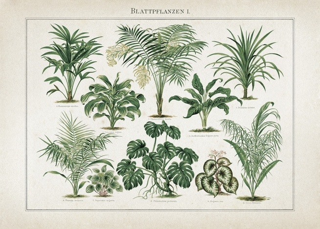 Vintage Print Collection No5 Poster