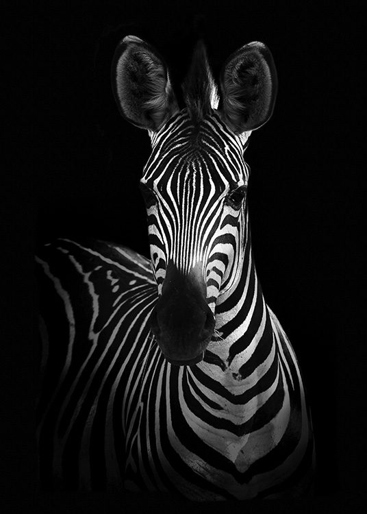 Zebra on Black Poster