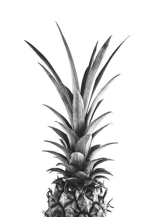 Pineapple B&W Poster