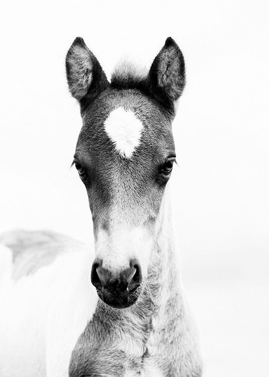 Horse Foal Poster
