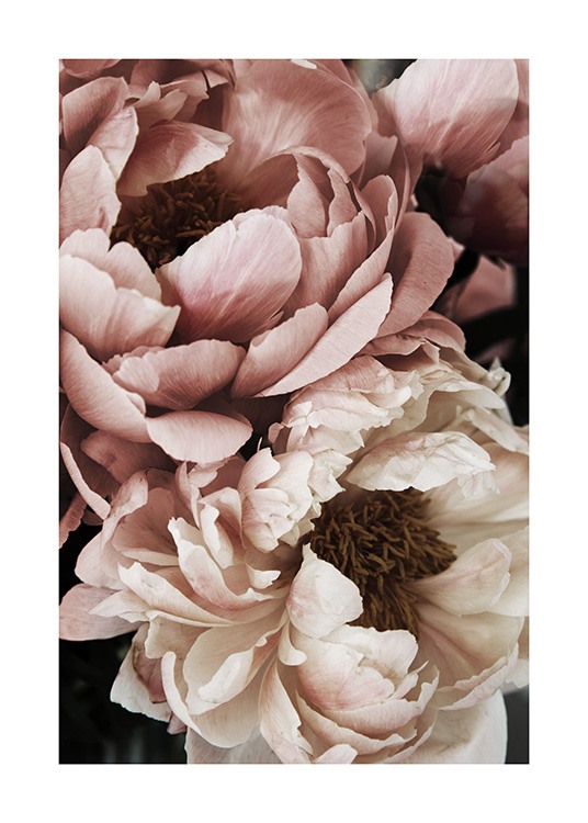  – Nahaufnahme einer weißen und rosa Pfingstrose in voller Blüte