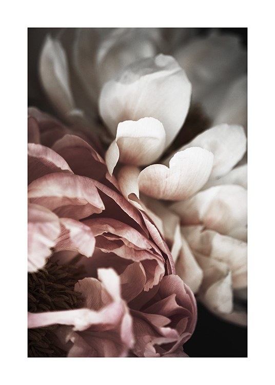 Pink and White Peony Poster