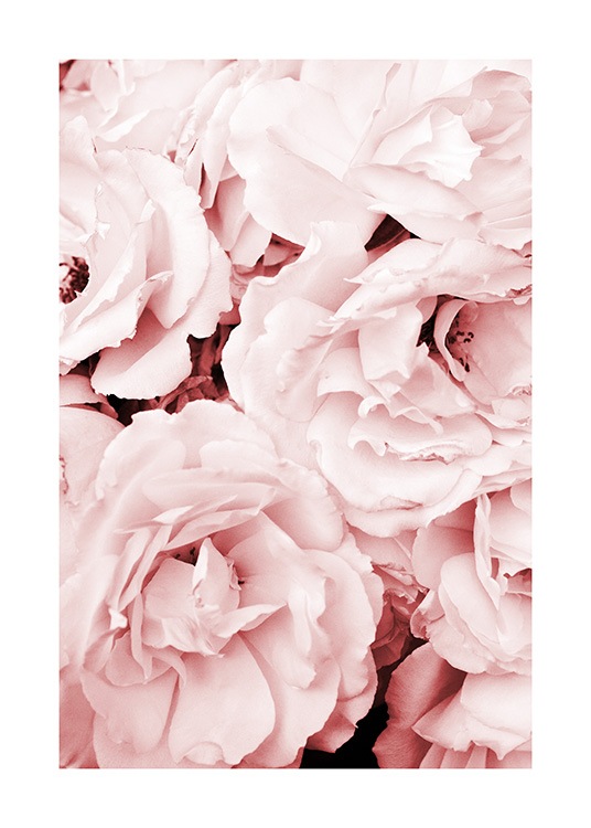 Close Up Pink Roses Poster