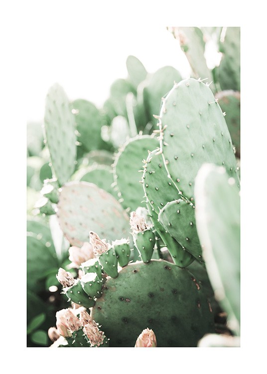 Prickly Pear Cactus Poster
