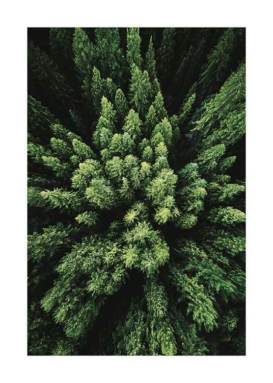 Aerial Forest Poster