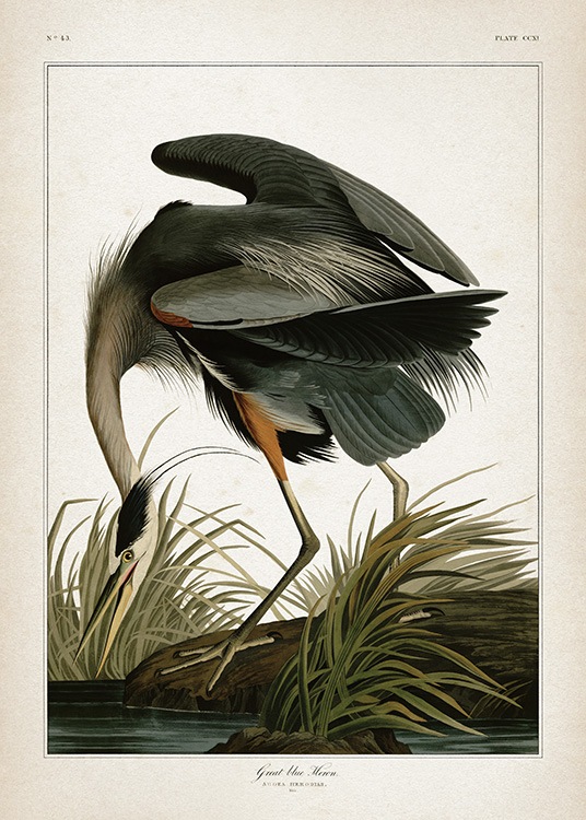 Great Blue Heron Poster