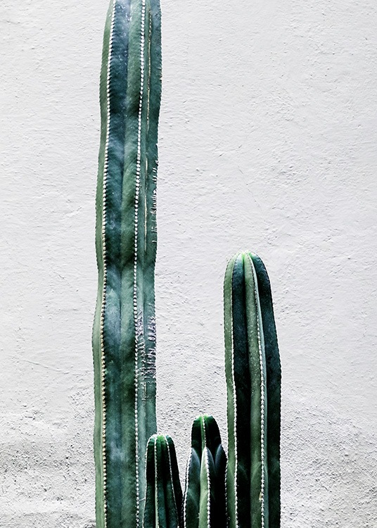 White Cactus Wall Poster