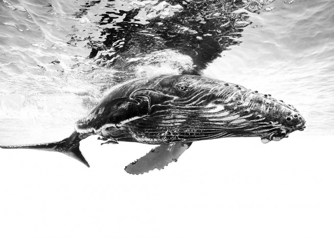 Humpback Whale B&W Poster
