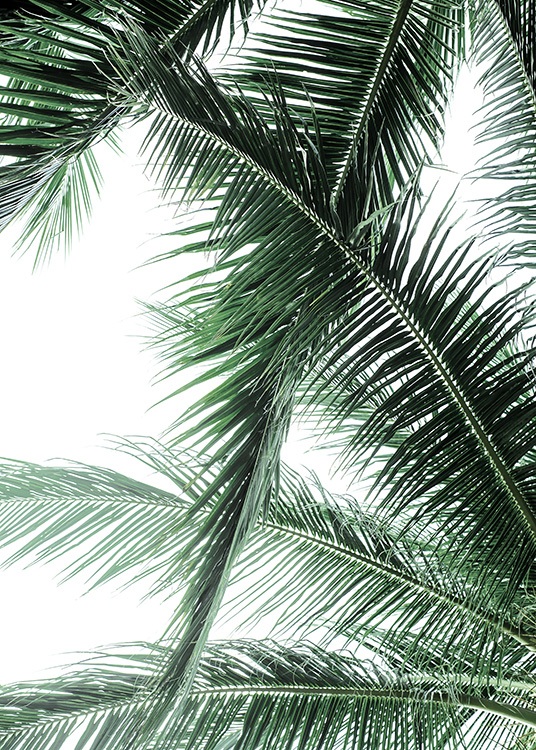 Palm Fronds Poster