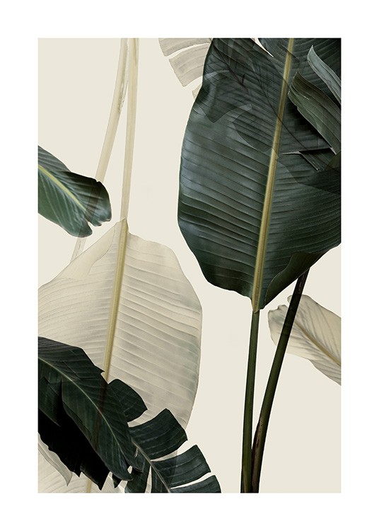 Banana Leaf Shades No1 Poster