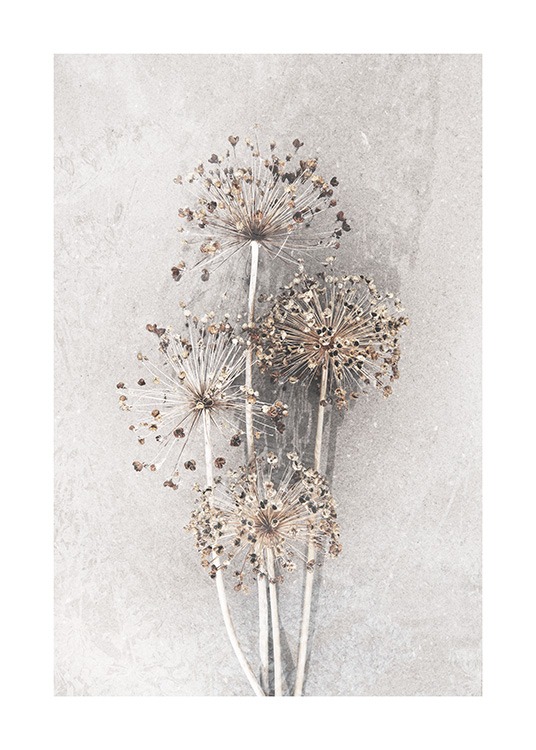 Dried Allium Flowers No2 Poster