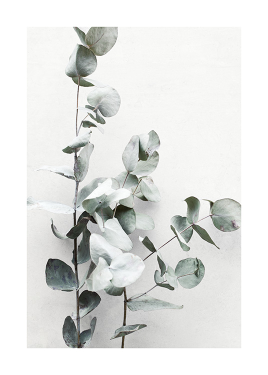  – Fotografie von Eukalyptuszweigen mit einer hellgrauen Wand als Hintergrund