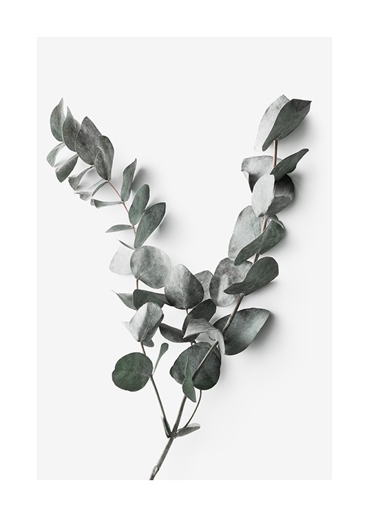 Eucalyptus Twigs No2 Poster