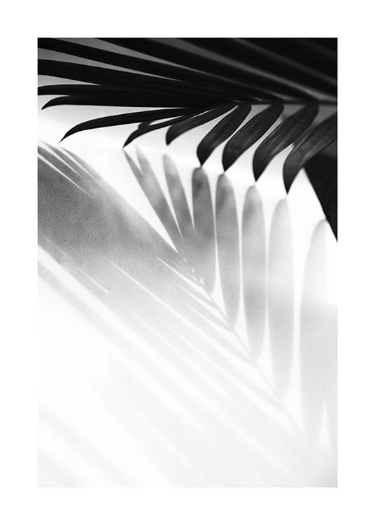 Palm Shadow B&W Poster