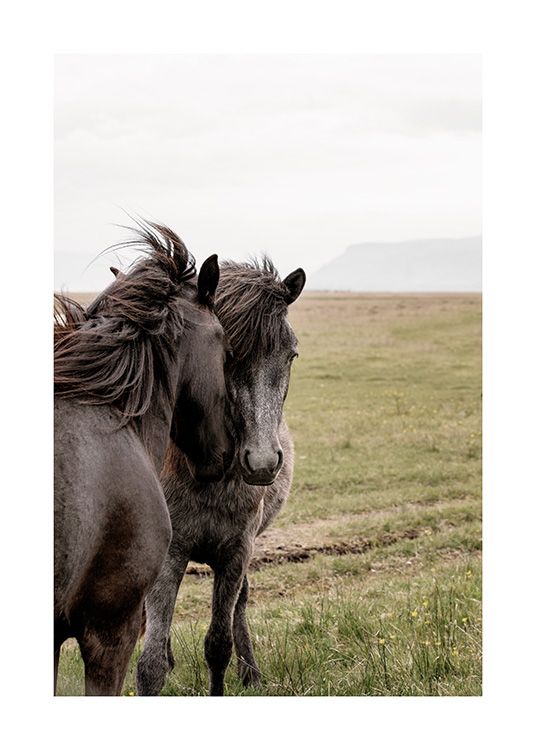 Best Friends Poster Schwarze Pferde Desenio At