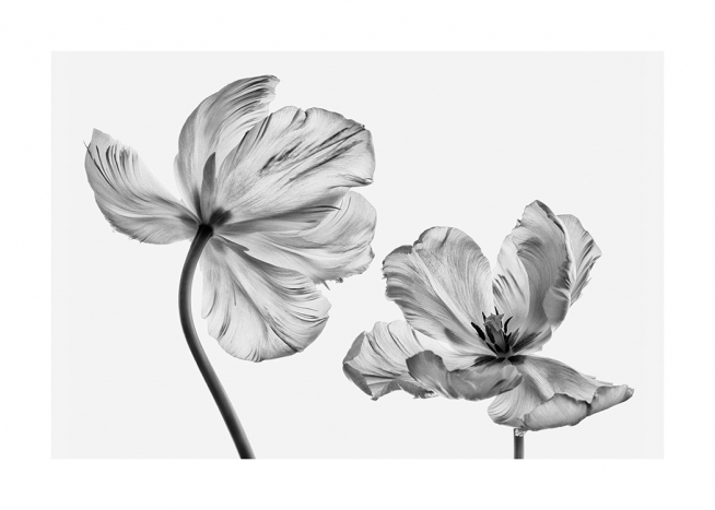 Black and White Tulips Poster