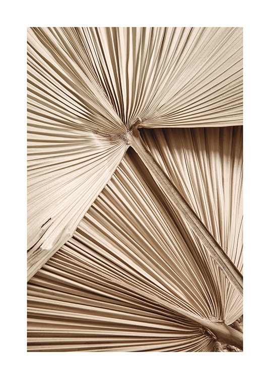Golden Fan Palm Poster