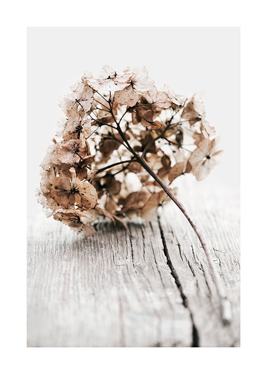 Hydrangea Twig Poster