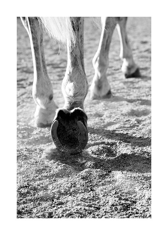 Horse Hoofs Poster