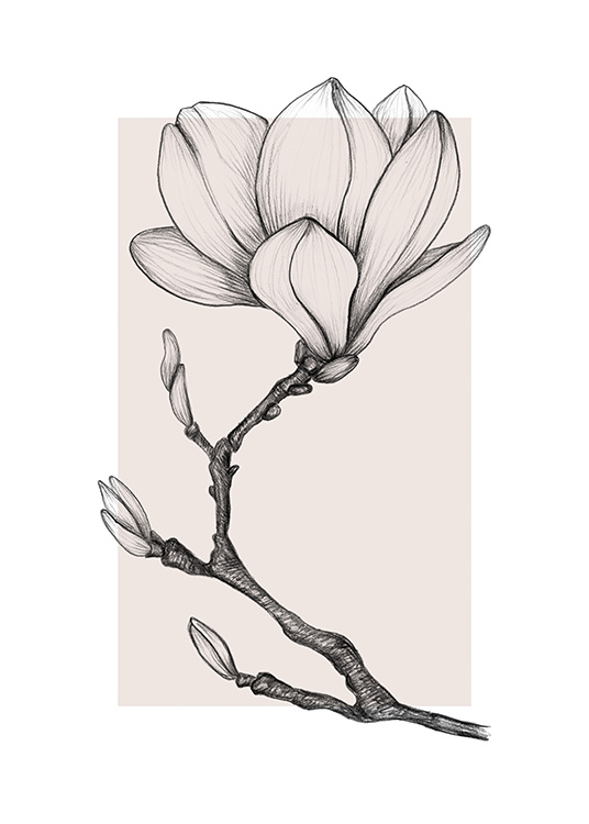 Magnolia Drawing No1 (21x30)
