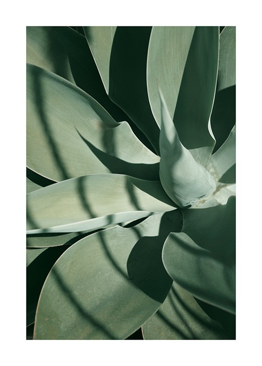 Cactus Plant Poster