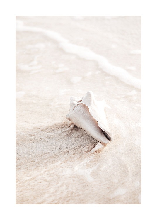  – Fotografie einer hellen, beigen Muschel, die im Strandsaum im Wasser liegt