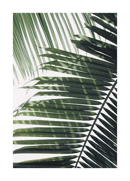 Sunray Palm Poster