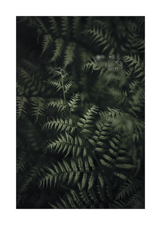 Green Fern Poster