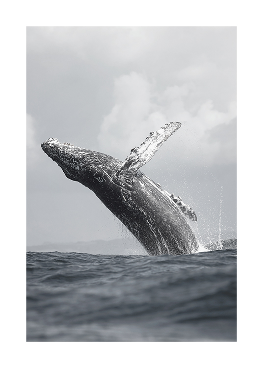 Whale Jump Poster