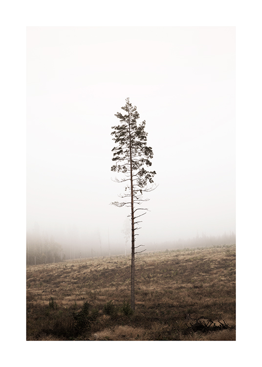 Lonely Pine Tree Poster
