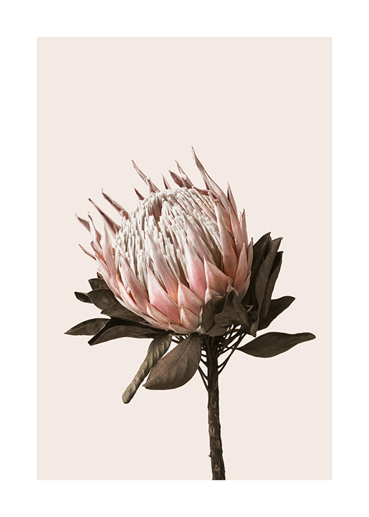 Dried Protea No2 Poster